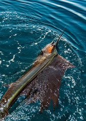 Sailfish on a fishing line in Sea of Cortez