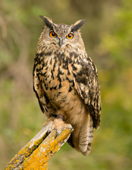 Beautiful Eurasian Owl