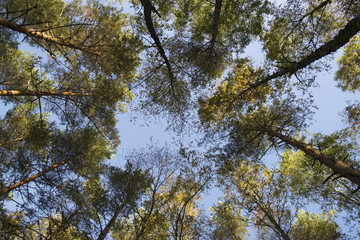 the sky through the branches of trees in the autumn forest
