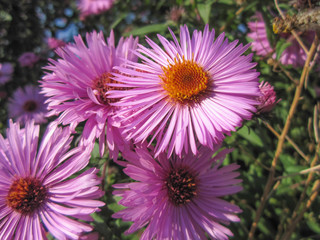 Obraz premium Beautiful pink autumn flowers among green plants/Beautiful pink autumn flowers among green plants