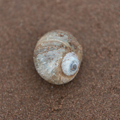 Seashell on the beach, Victoria, Prince Edward Island, Canada