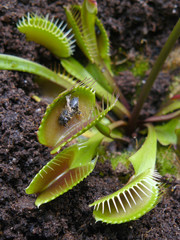 Carnivorous plant Dionaea