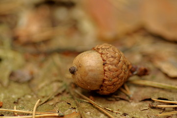 Żołądź.  © boguslavus