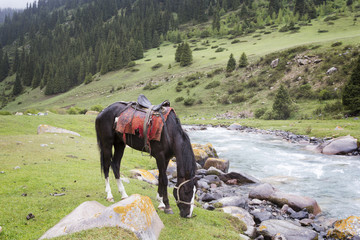 A horse grazing near the river. Kyrgyzstan.