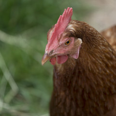 Close-up of a rooster, Charlottetown, Prince Edward Island, Cana