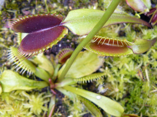 Fototapeta premium Carnivorous plant Dionaea
