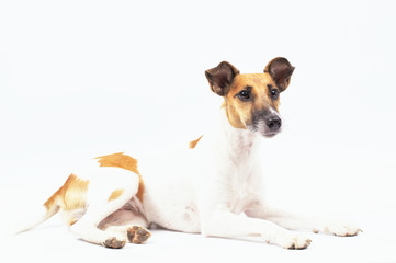 pedigreed dog is lying on a white background