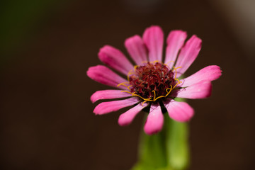 Obraz premium Pink Zinnia