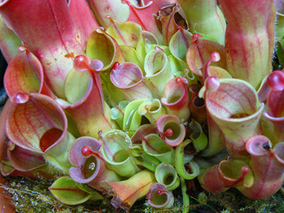Carnivorous plant Heliamphora