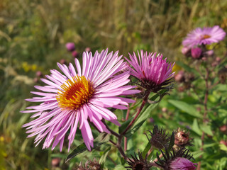 Beautiful pink autumn flowers among green plants/Beautiful pink autumn flowers among green plants