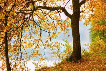 misty morning in the forest