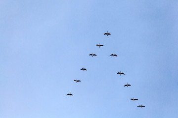  Migrating Birds V