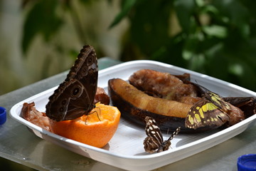  butterfly in the summer to feed sweet fruit