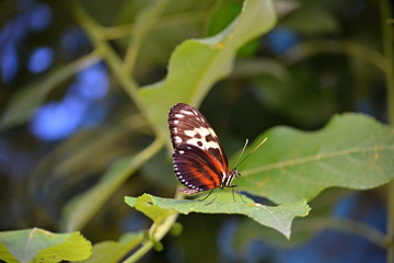 Colorful butterfly on a leaf of a plant in summer