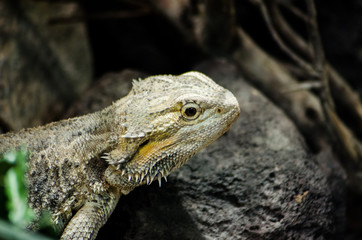 Bartagame
