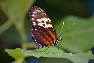 Colorful butterfly on a leaf of a plant in summer