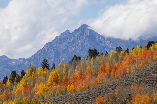 The trees display their fall beauty with the Teton Range in the background