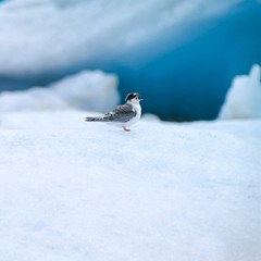 Wartende und bettelnde junge Küstenseeschwalben (Sterna paradisaea) auf einer Eisscholle in der Gletscherlagune Jökulsárlòn, Island 