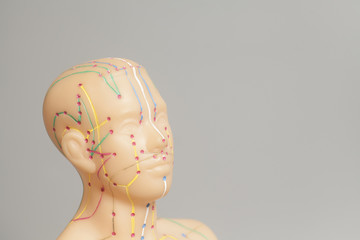 Medical acupuncture model of human head