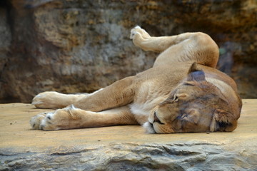Naklejka na ściany i meble Sleeping lioness lying on the sun and heats the