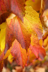 autumn leaves of different colors. decorative grapes in autumn. colors of autumn.