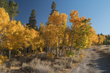 Beautiful fall colors in the Eastern Sierra Nevada area in California.
