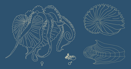 Vector line illustration of Argonaut. Kind of mollusk with tentacles: big female and small male. Ancient octopus with shell.