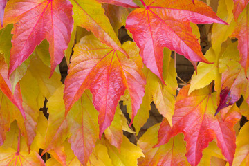 autumn leaves of different colors. decorative grapes in autumn. colors of autumn.