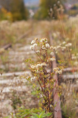 autumn wildflowers. nature autumn in Europe.