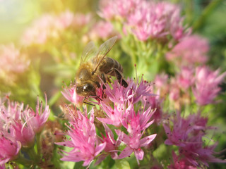 Beautiful pink garden flowers in the sunset light and bee/Beautiful pink garden flowers in the sunset light and bee