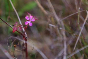 autumn wildflowers. nature autumn in Europe.