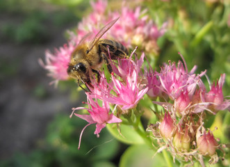 Beautiful pink garden flowers in the sunset light and bee/Beautiful pink garden flowers in the sunset light and bee