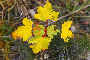 Bilge seedlings with yellow leaves