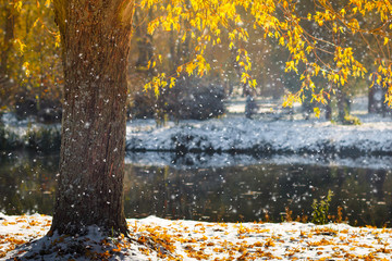 Autumn park and fallen yellow leaves on the first snow in sunshine.