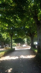 vialetto alberato