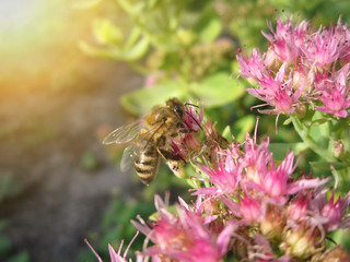 Beautiful pink garden flowers in the sunset light and bee/Beautiful pink garden flowers in the sunset light and bee