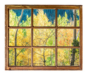aspen trees window view