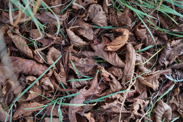 Automn leaves on the ground