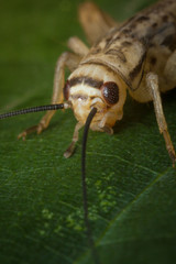 Feeder House Cricket