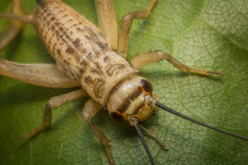 Feeder House Cricket
