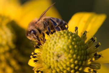 Biene auf gelber Blüte