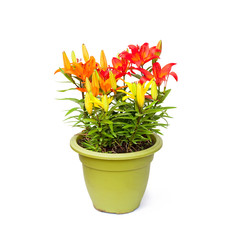 colorful  lily flowers in the pot isolated