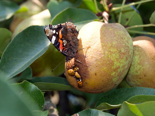 The admiral butterfly (Vanessa Atalanta)