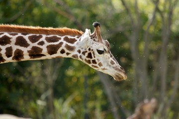 Giraffe