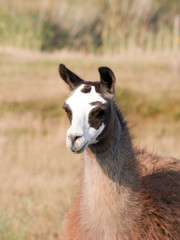 Obraz premium Llama (Lama glama)