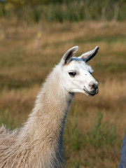 Fototapeta premium Llama (Lama glama)