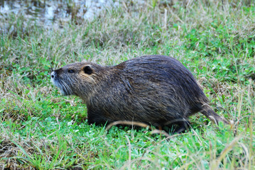 Nutria