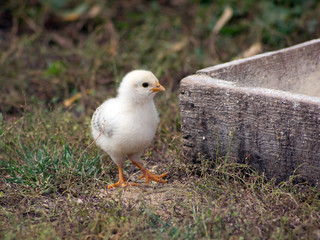 White chick