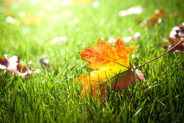 Single autumn leaf in the grass.