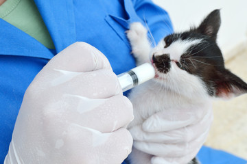 Kitten care